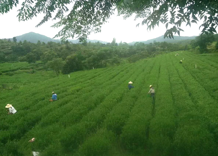 湖北白茶廠家